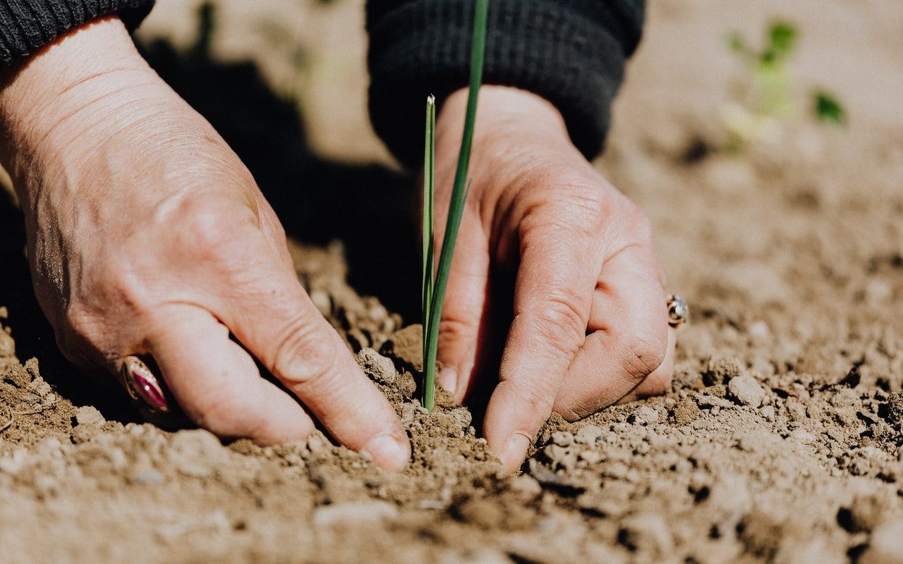 grain-land-hand